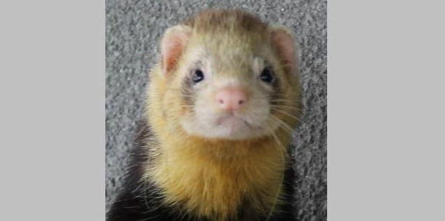 King King Ferret.jpg